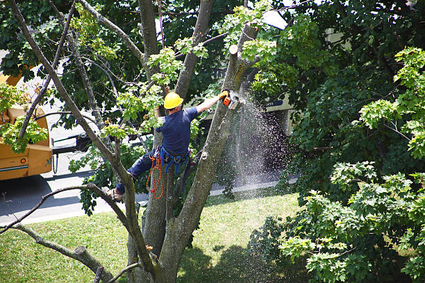 Best Tree Removal  in Von Ormy, TX