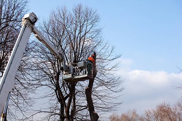 Best Tree and Shrub Care  in Von Ormy, TX